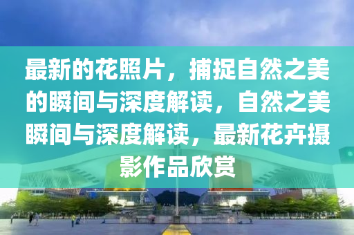 最新的花照片，捕捉自然之美的瞬間與深度解讀，自然之美瞬間與深度解讀，最新花卉攝影作品欣賞